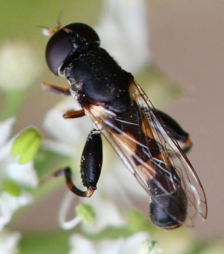 Réf. 264 519 : Syritta pipiens